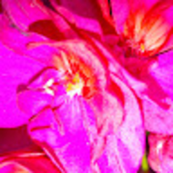 Meet your Posher, Andrea - Picture 1 of 1